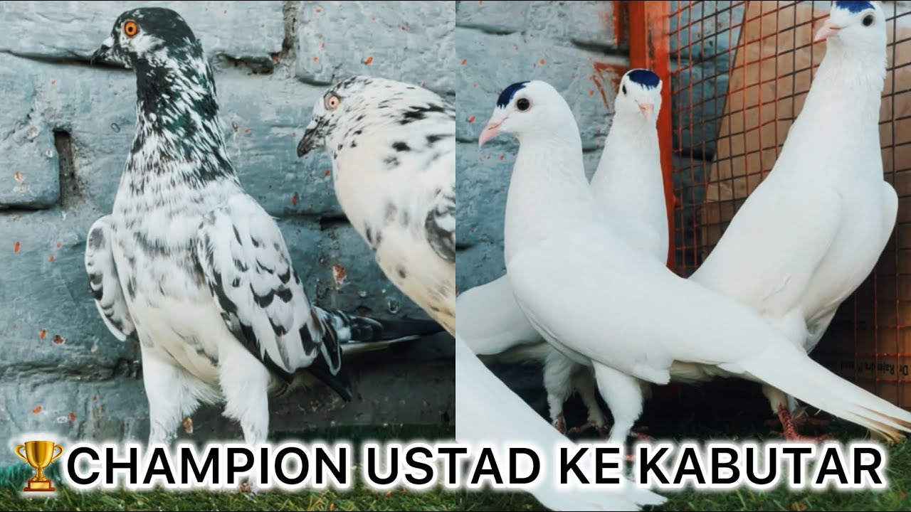 🏆CHAMPION USTAD के घर के | धन्ने गुरदेव मीराब वाले पंजाबी कबूतर | MOB-7895507817 | 8/12 घंटे उड़े |