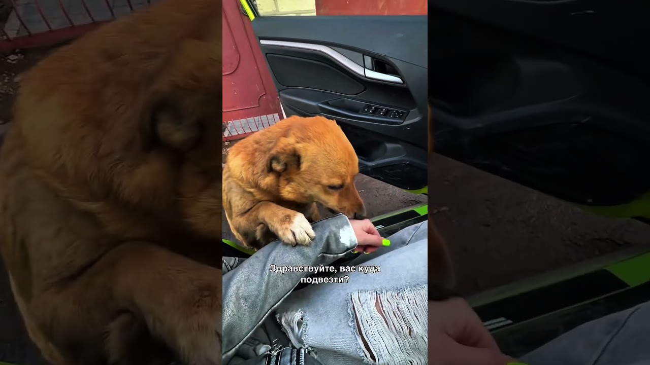 A persistent dog asked for help