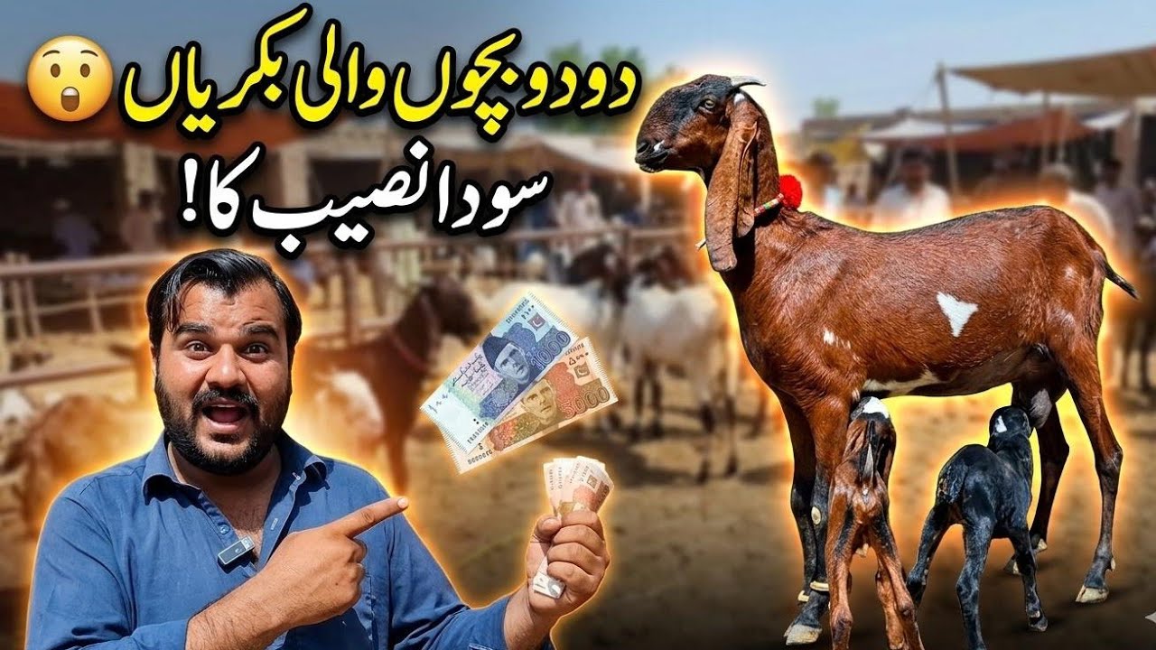 16 April 2026 Top Class Beetal Milking Goat With 2 Kids- Beetal  Preagnint Goats-Beetal Goat Farm