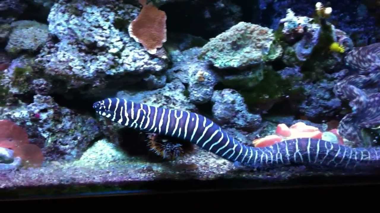 Zebra Moray Eel (Gymnomuraena zebra)