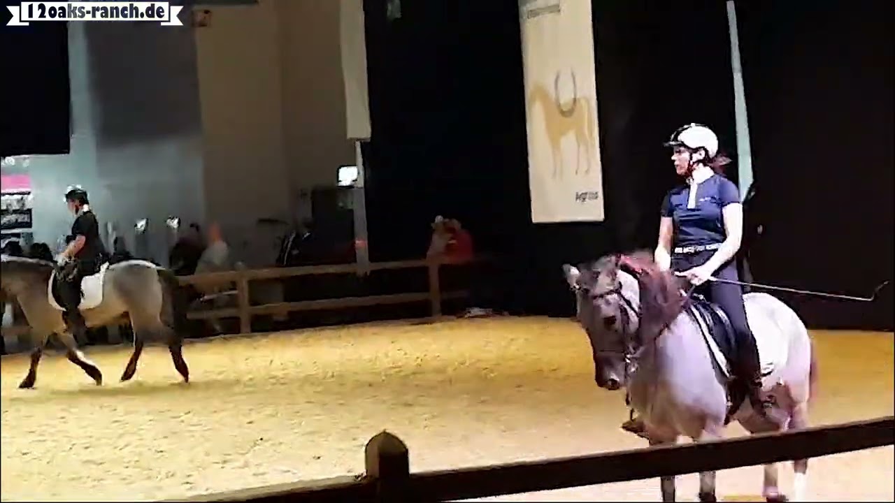 Dülmener Piaffe  auf der Hund Pferd Messe Dortmund 10.11.2024