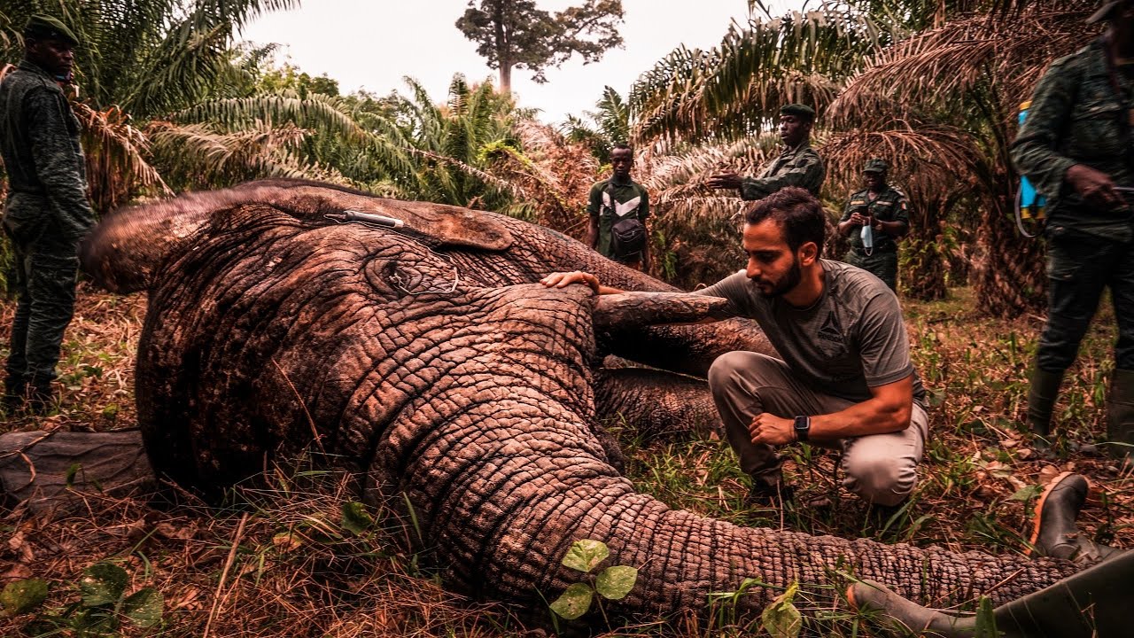 🇨🇮Côte-d'Ivoire: SAUVER Ahmed🐘, l'éléphant le plus connu du pays🌟