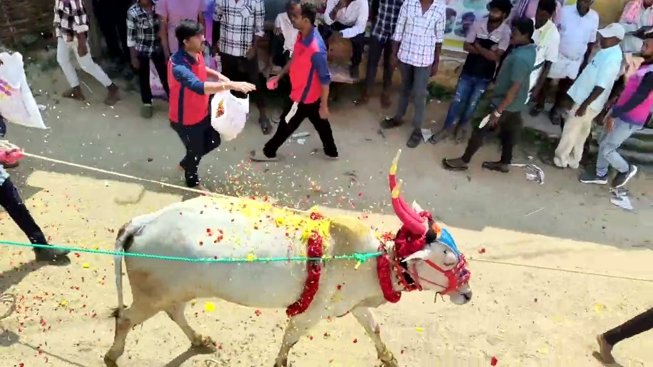 irramgariplli 8-2-2026 jallikattu #jallikattu #jallikattu_2021 #jellikattu