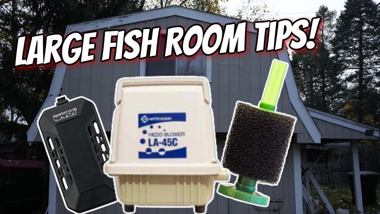 How I Heat, Filter and Water Change the Fish Barn!