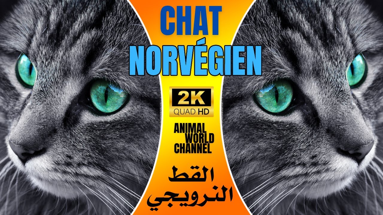 Le Chat Norvégien et ses particularités physiques et comportementales
