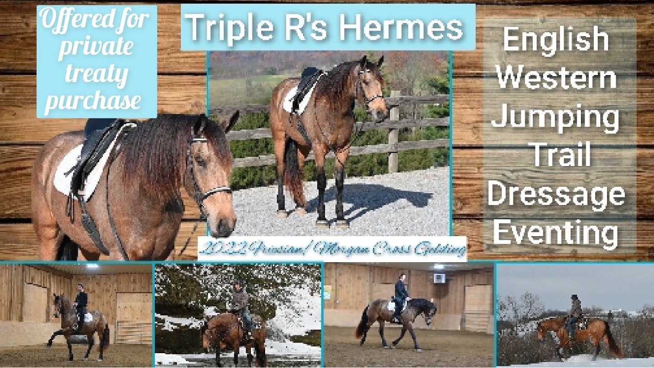 🌟Hermes🌟 Offered at the Southern Belle Classic in Aiken SC March 28th 