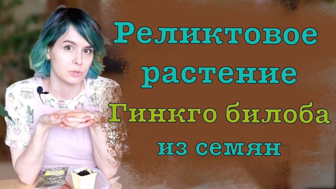 Гинкго билоба из семян. Реликтовое дерево в квартире.