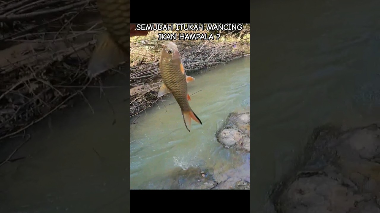Gampang kan mancing ikan hampala ? #mancing #mancingmania