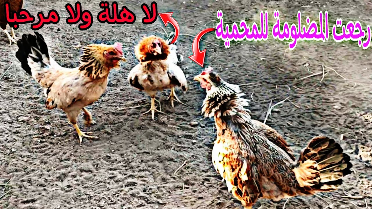 عركة الدجاجات الاخوات 🐓 المضلومة صايرة عجوز🐔