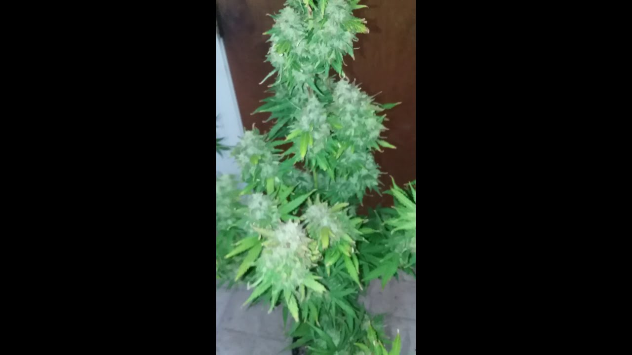Harvest day for the supersonic crystal storm auto!! From samsara seeds