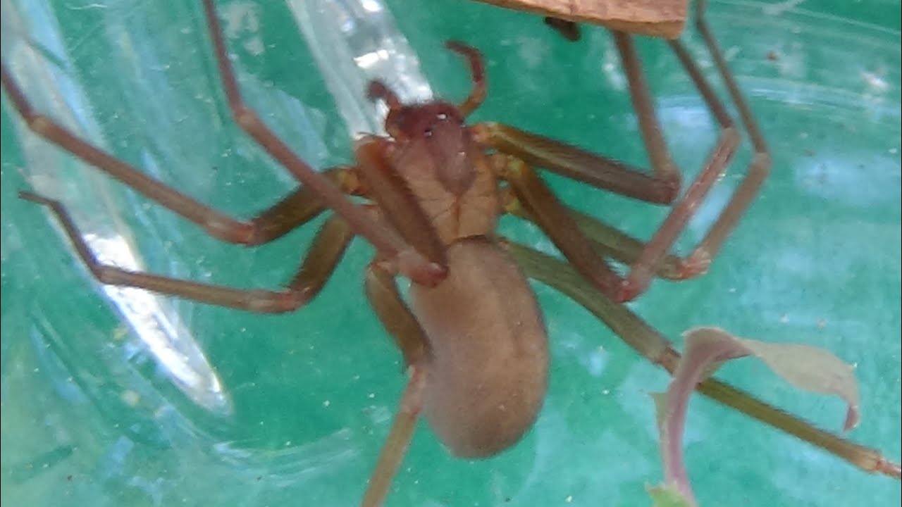Araña reclusa (Loxosceles rufescens). La araña más peligrosa de España. GONZALO.