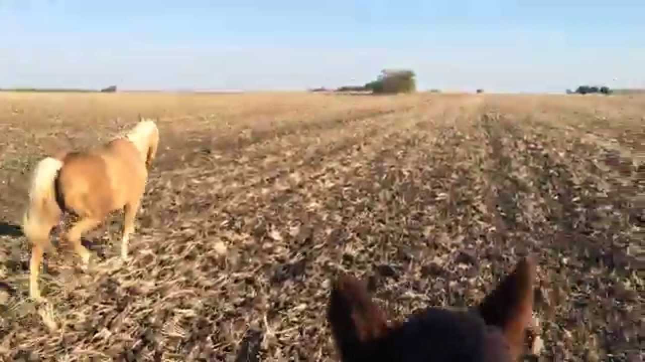 Short Sunday Ride - Buddy Is Being Bad and Full Of Oats