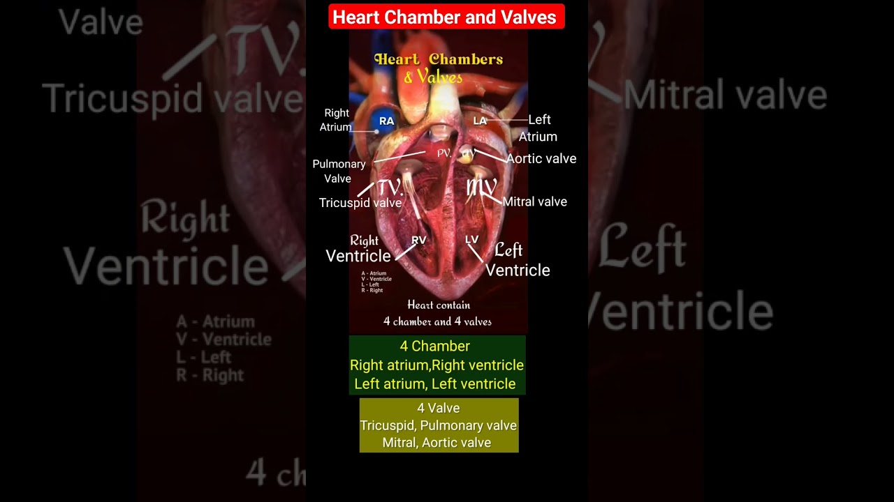 Heart Anatomy l Heart chamber and valves Name l #shorts