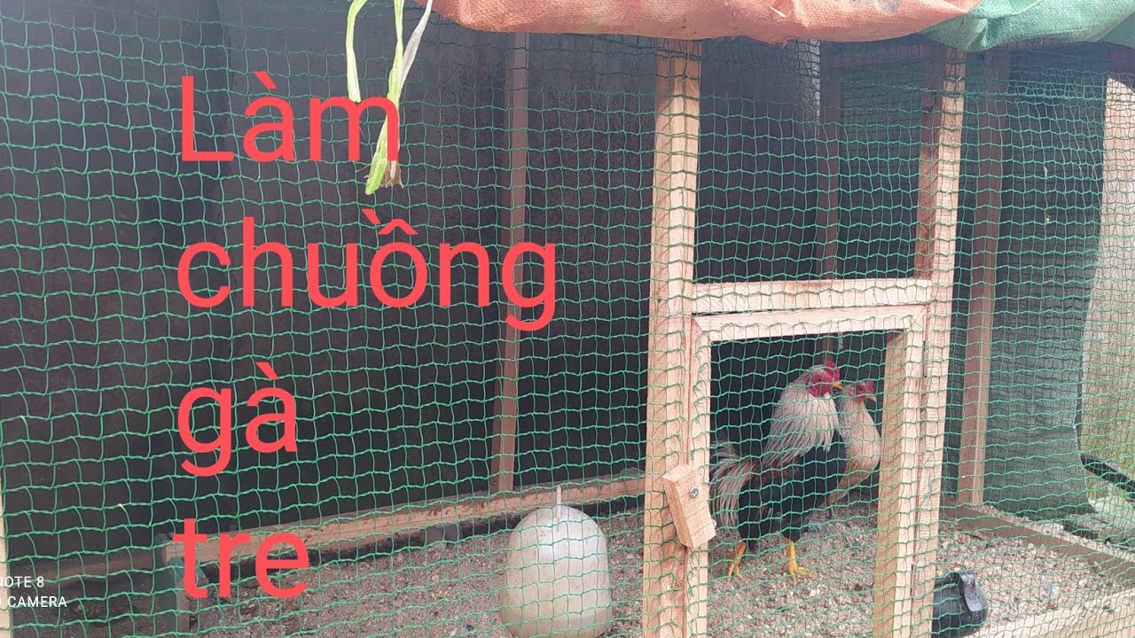 Gà tre: cách làm chuồng đúc gà tre
