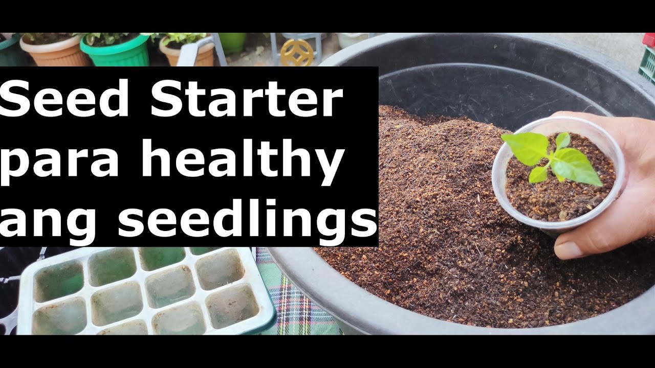 Soilless Seed Starter na Magandang Punlaan ng Buto
