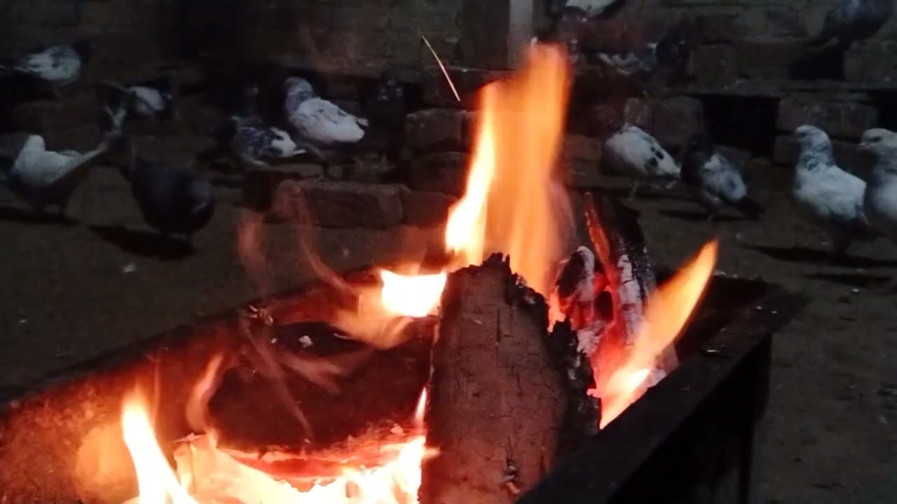Hey January | GhakkaMitterPigeon | pigeons | Cool Weather | Save Pigeons