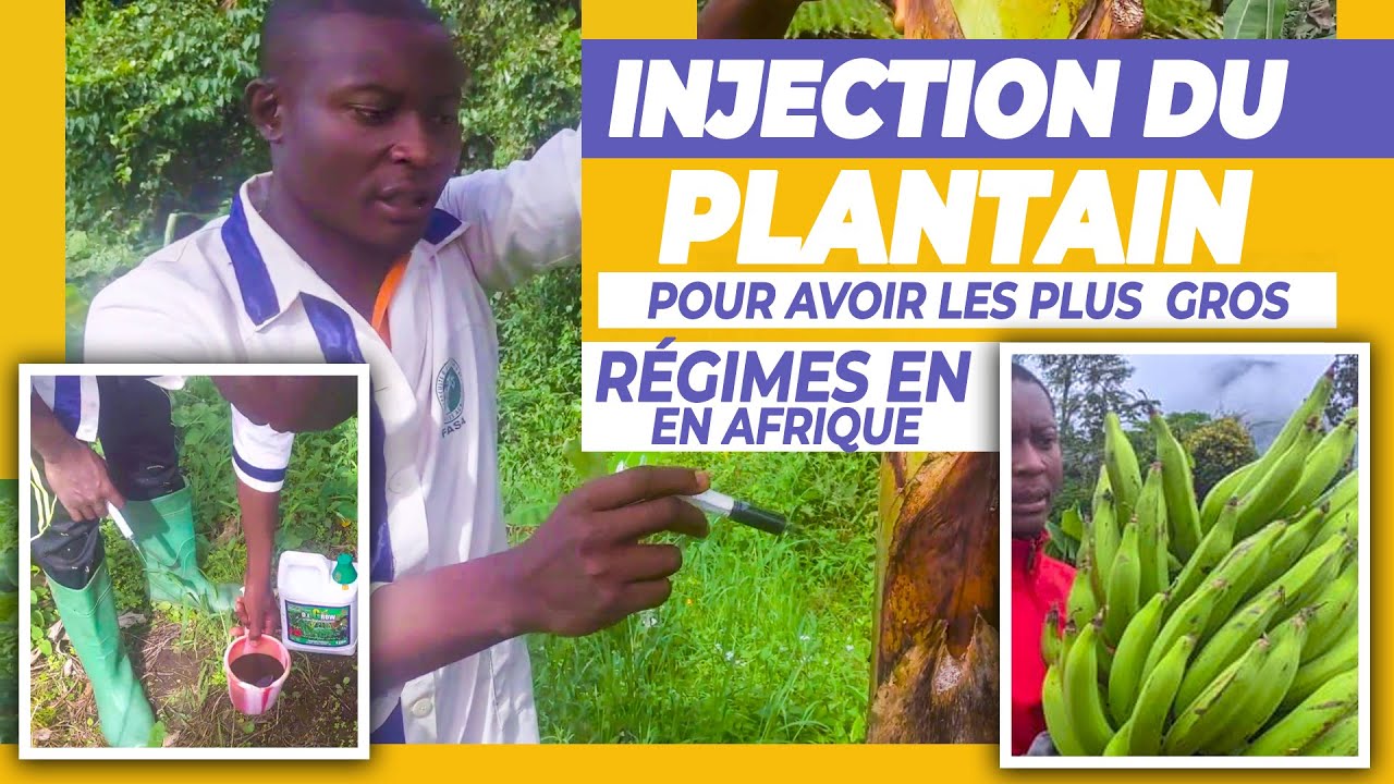 Injection du Plantain : Comment Fertiliser le Plantain pour Avoir les Plus Gros Régimes du Monde ?