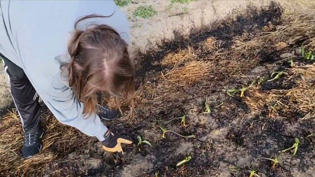 Я чуть не сжег свое чесночное поле за день до снегопада.