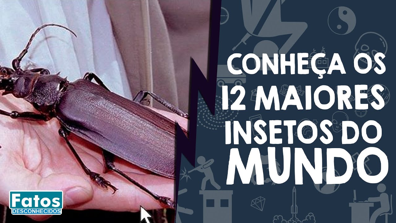 Conhe&ccedil;a os 12 maiores insetos do mundo.