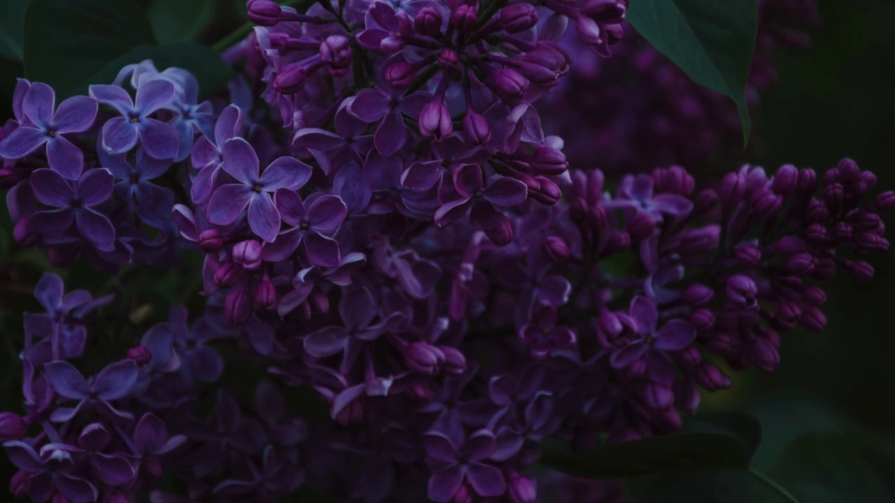 Ecepta - Flora