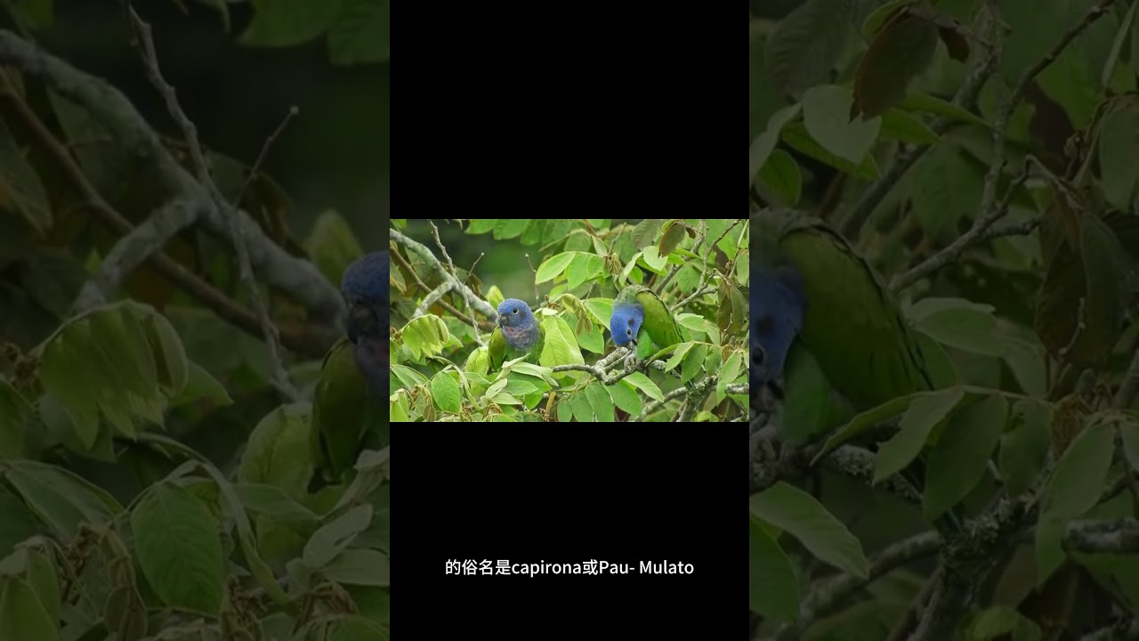 雲杉Calycophyllum spruceanum 的通用名是什麼？ 
