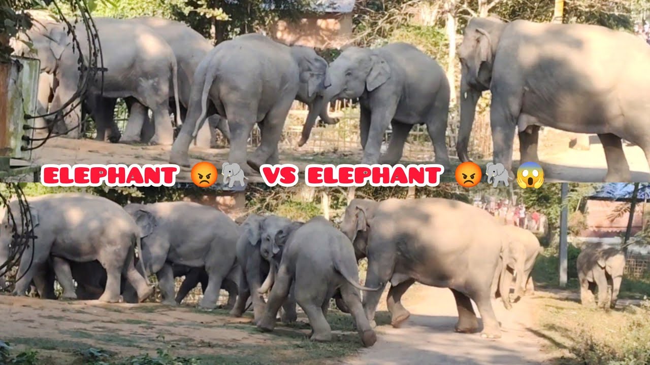 20 January 2026 #assam #animals #shassamanimals #nature 