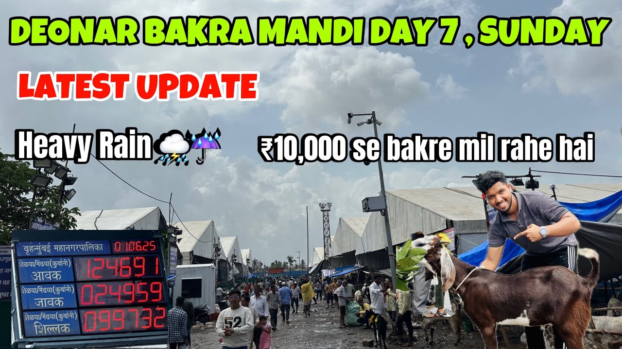 Deonar Bakra Mandi Day 7 Latest Update||Baarish se bakre hue saste||#deobar #deonarmandi #bakramandi
