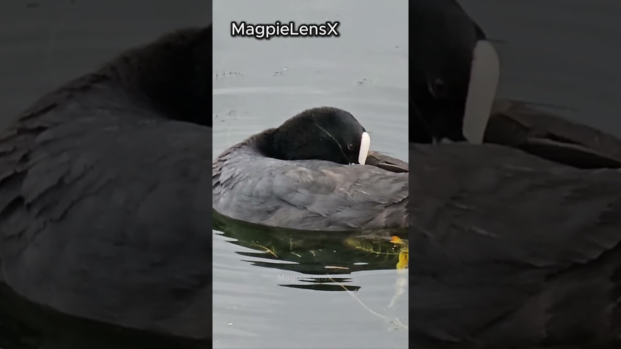 Coot slow motion 4K Fulica atra Europe Łyska #bird #magpielensx #duck