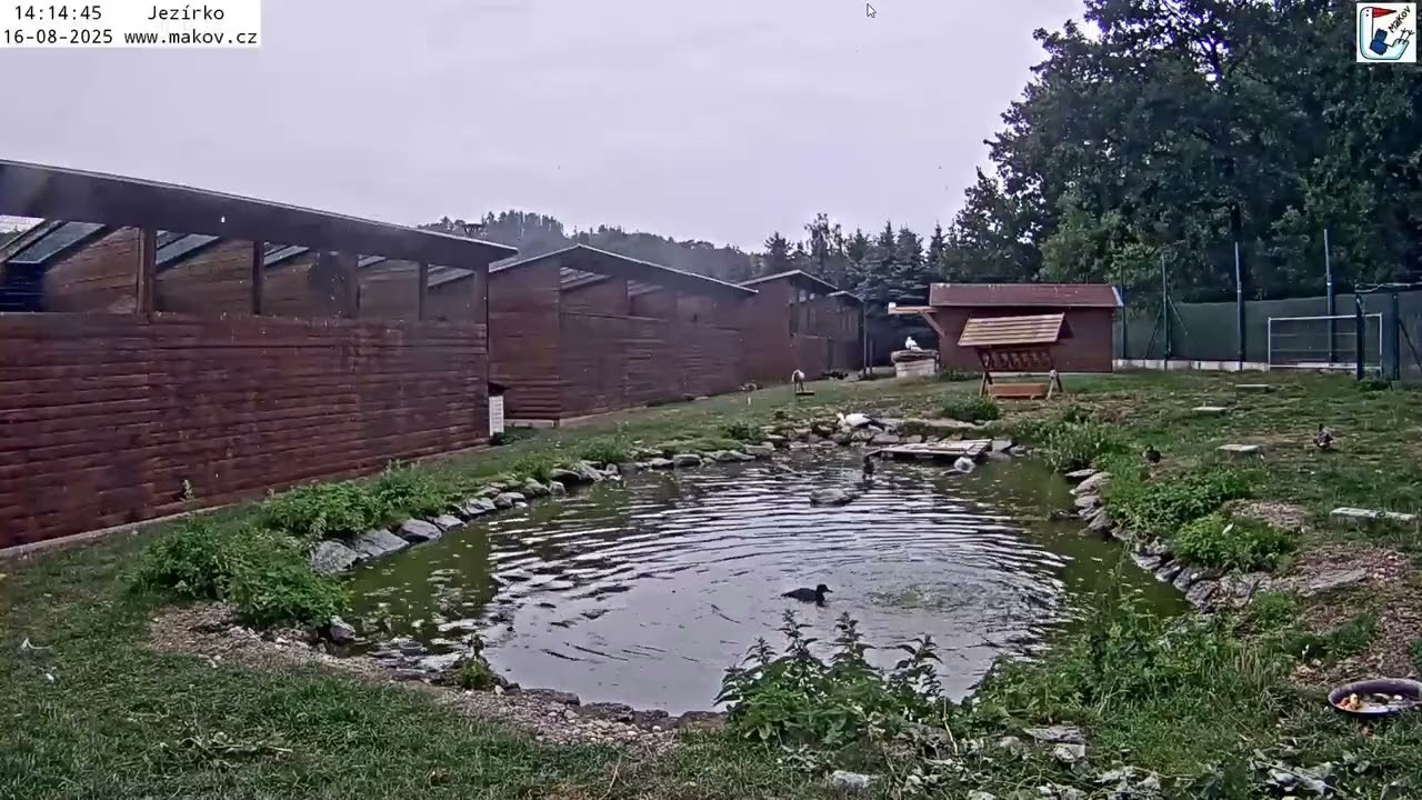 Vypuštěný vyléčený mladý černý čáp se vrátil do Makova a svačí u lavórku