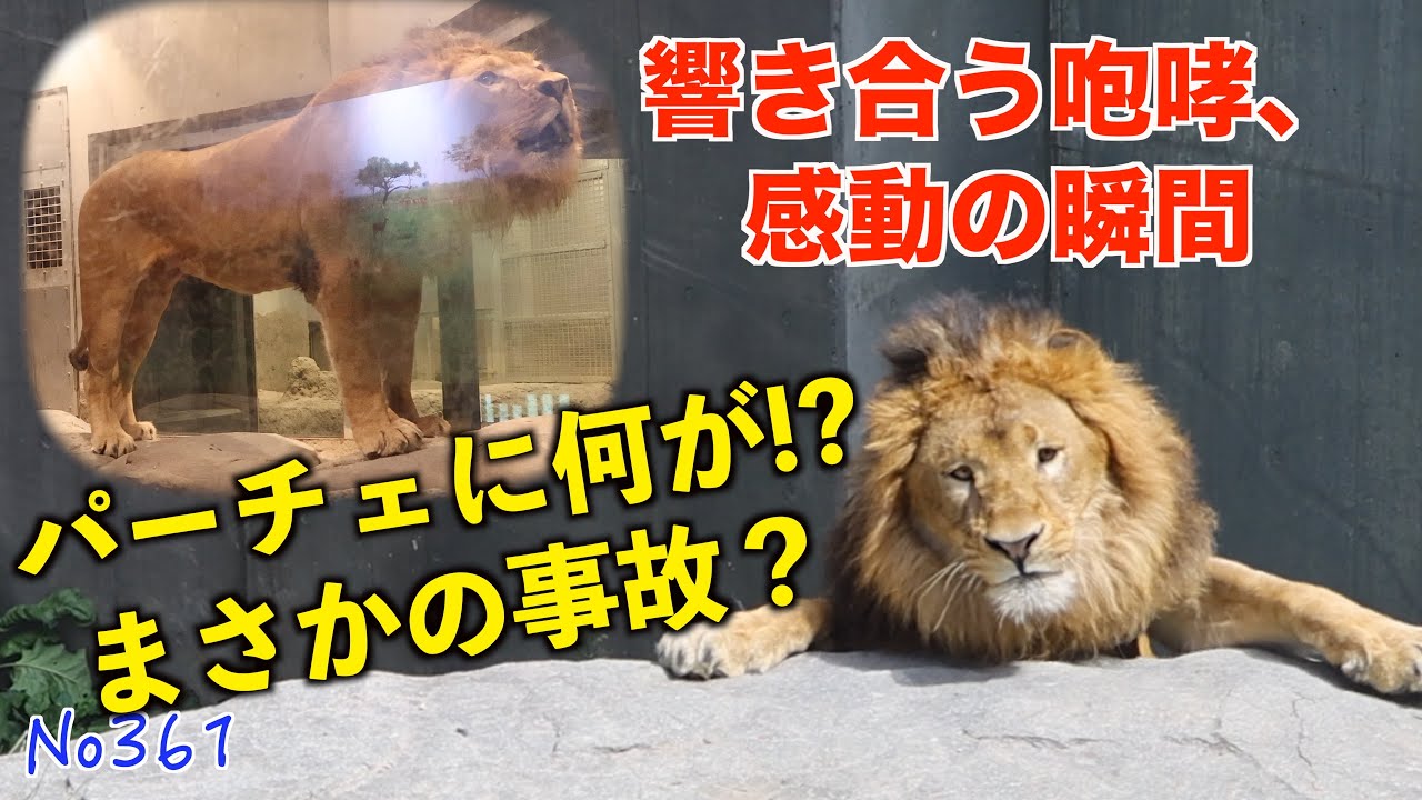 No361　心配で眠れぬイト…そして共鳴の咆哮【円山動物園ライオン イトとパーチェ】　#lion   #オリトファミリー　#zoo