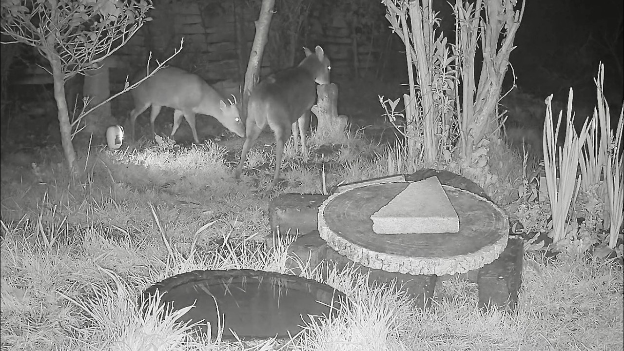 Wild Garden Diary March 8th-9th