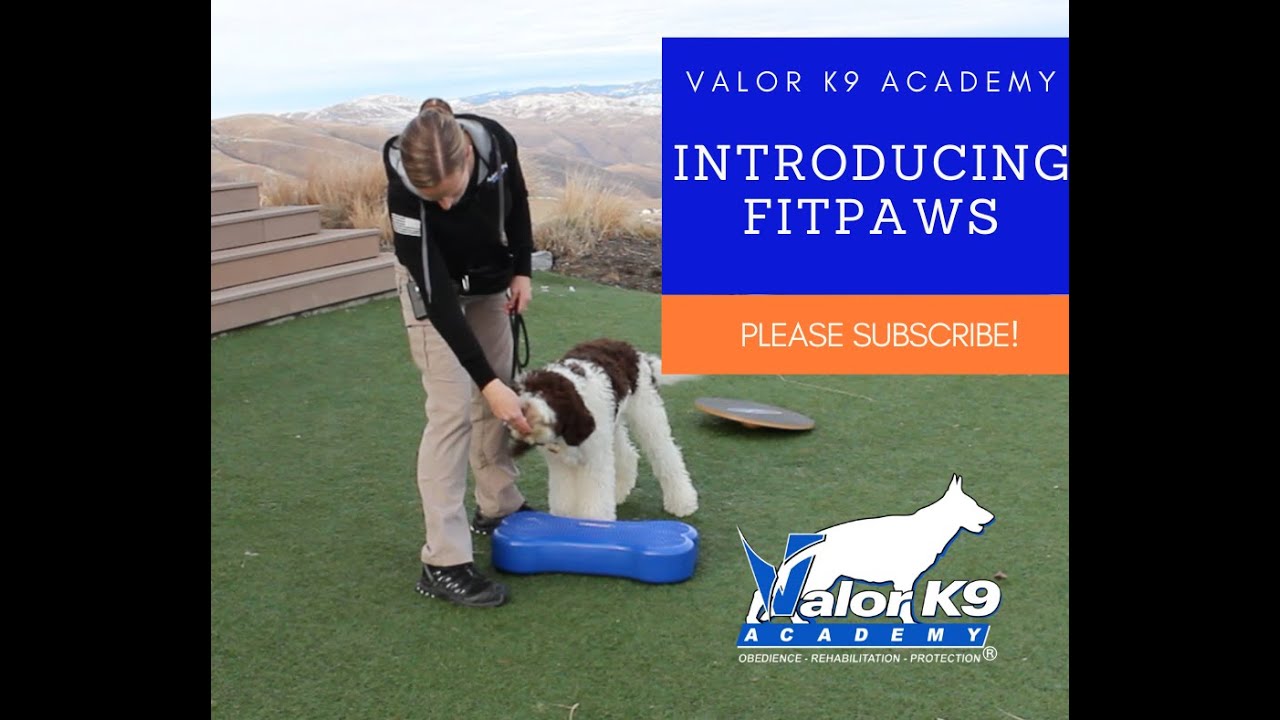 How to introduce your dog to FitPAWS | Amy Pishner | Valor K9 Academy