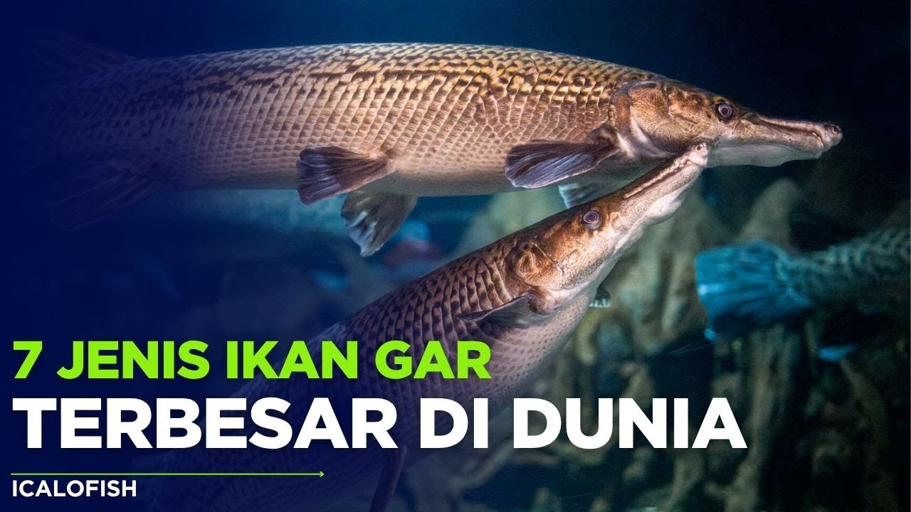 7 Jenis Ikan Aligator Terbesar Di Dunia