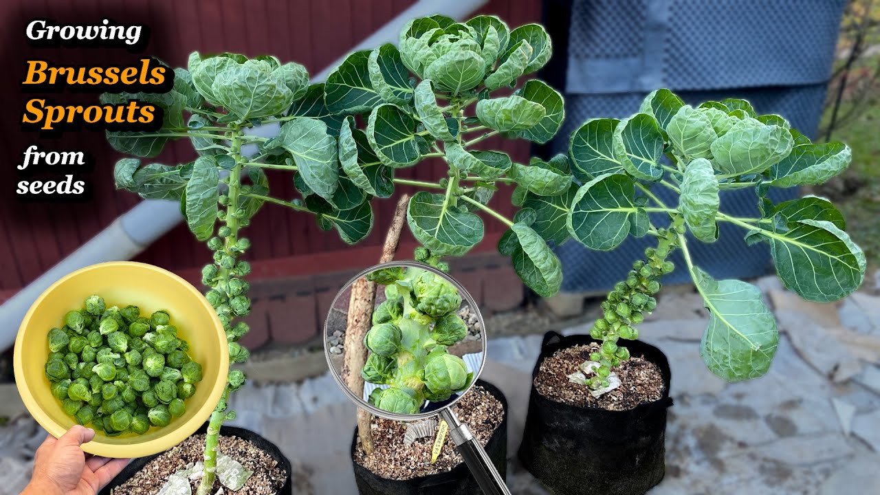 Growing Brussels Sprouts from Seed to Harvest - Step by Step (Containers & Grow bags)