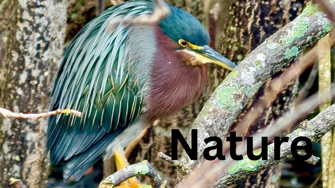 Nature- Amazing Birds