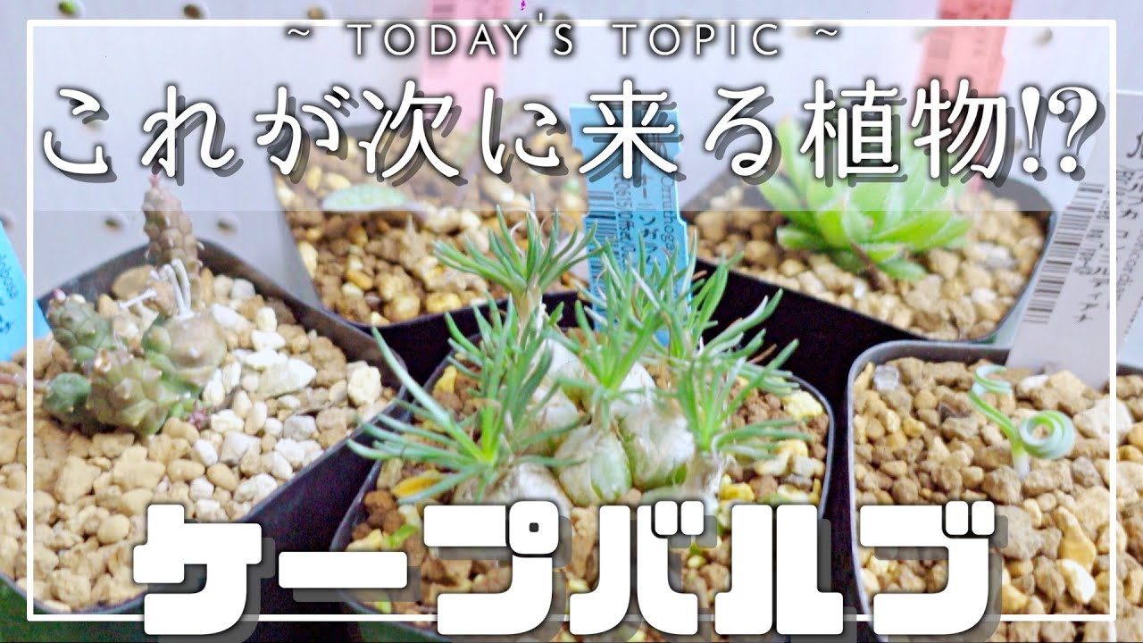 【園芸好き必見‼︎】次に来る植物はこれだ！