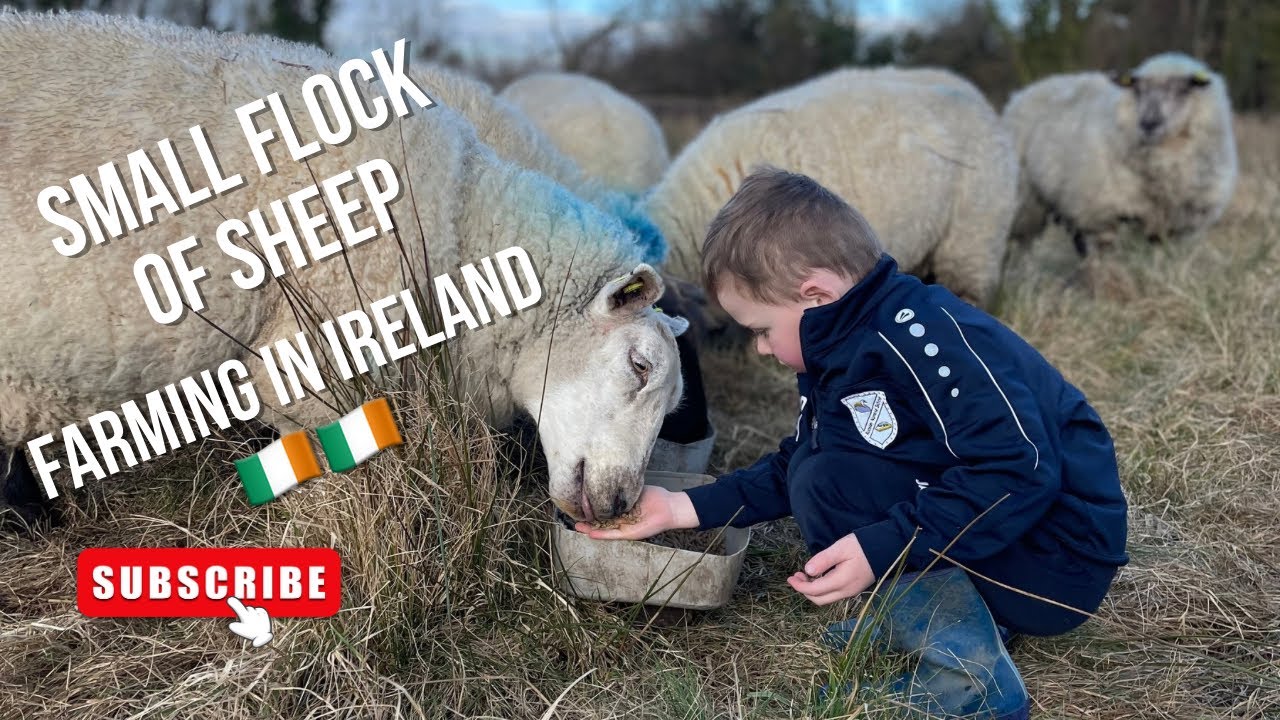 Rotational grazing a small flock. (Irish winter)