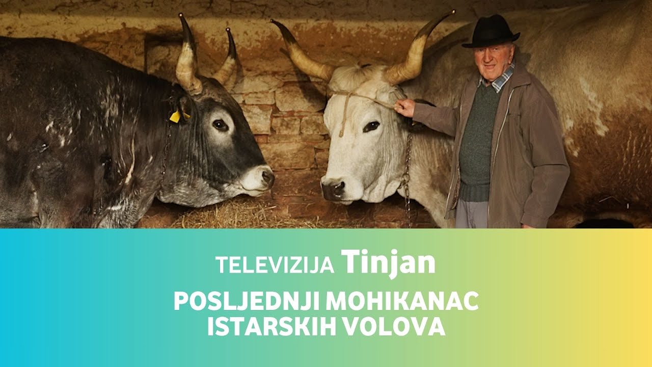 Televizija Tinjan • Posljednji Mohikanac istarskih volova