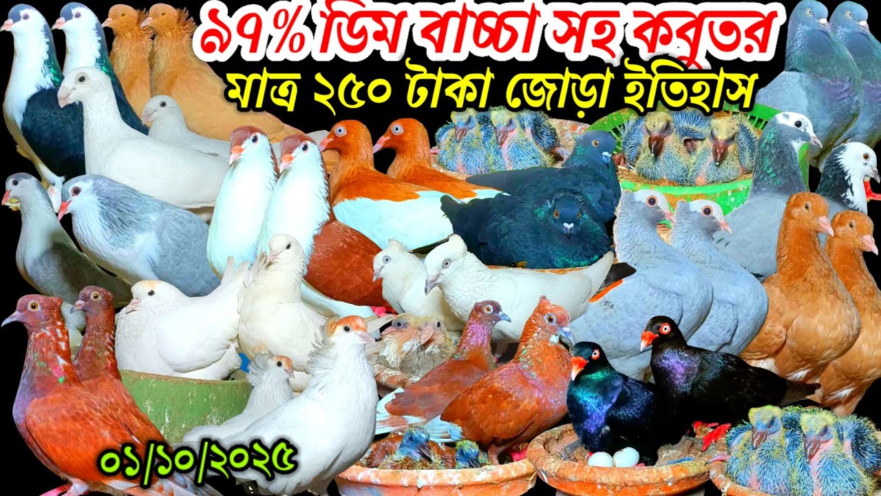 ৯৭% ডিম বাচ্চা সহ কবুতর মাত্র ২৫০ টাকা জোড়া ইতিহাস আকর্ষণীয় পৃথিবীর সেরা নামিদামি নতুন কবুতর কিনুন