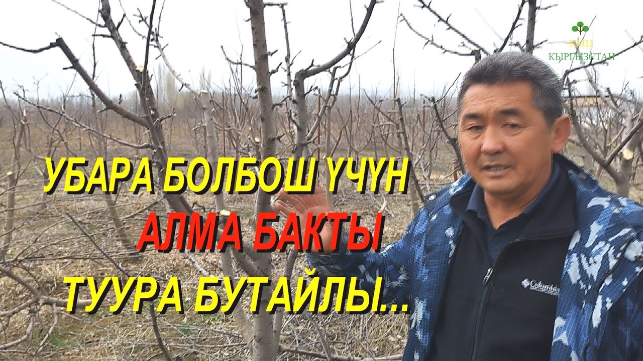 ТУУРА ЭМЕС БУТАЛГАН АЛМА БАКТЫ КАЙРА БУТАДЫК КМЦ КЫРГЫЗСТАН , ТАЛАС ОБЛУСУ, БАКАЙ-АТА РАЙОН ҮРМАРАЛ