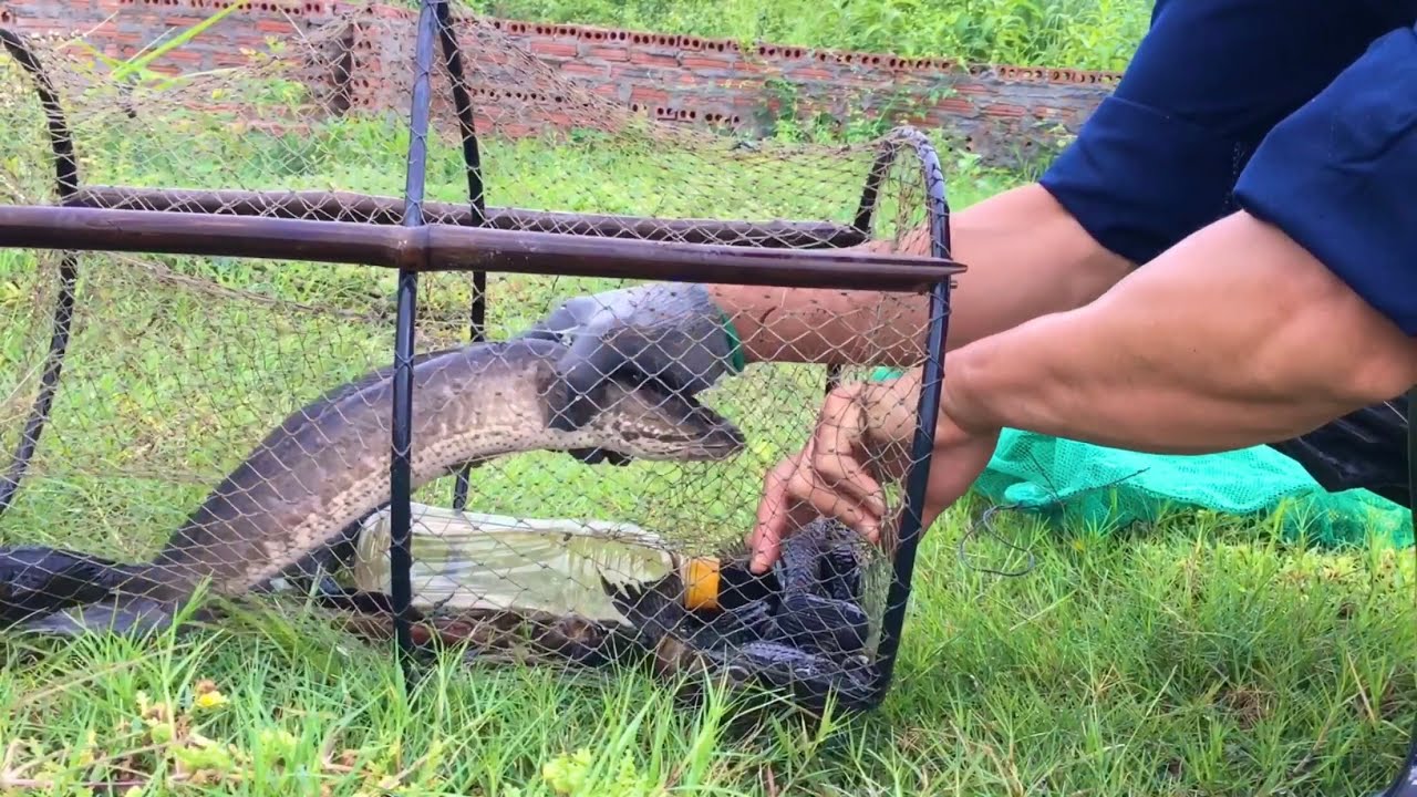 Catching snakehead fish in traps is really fun