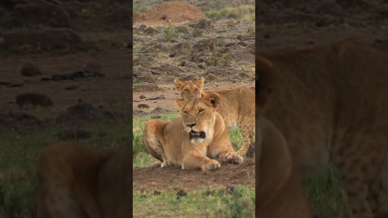 How Long Does A Lion Cub Stay With Its Mother? | NATURE Shorts | PBS