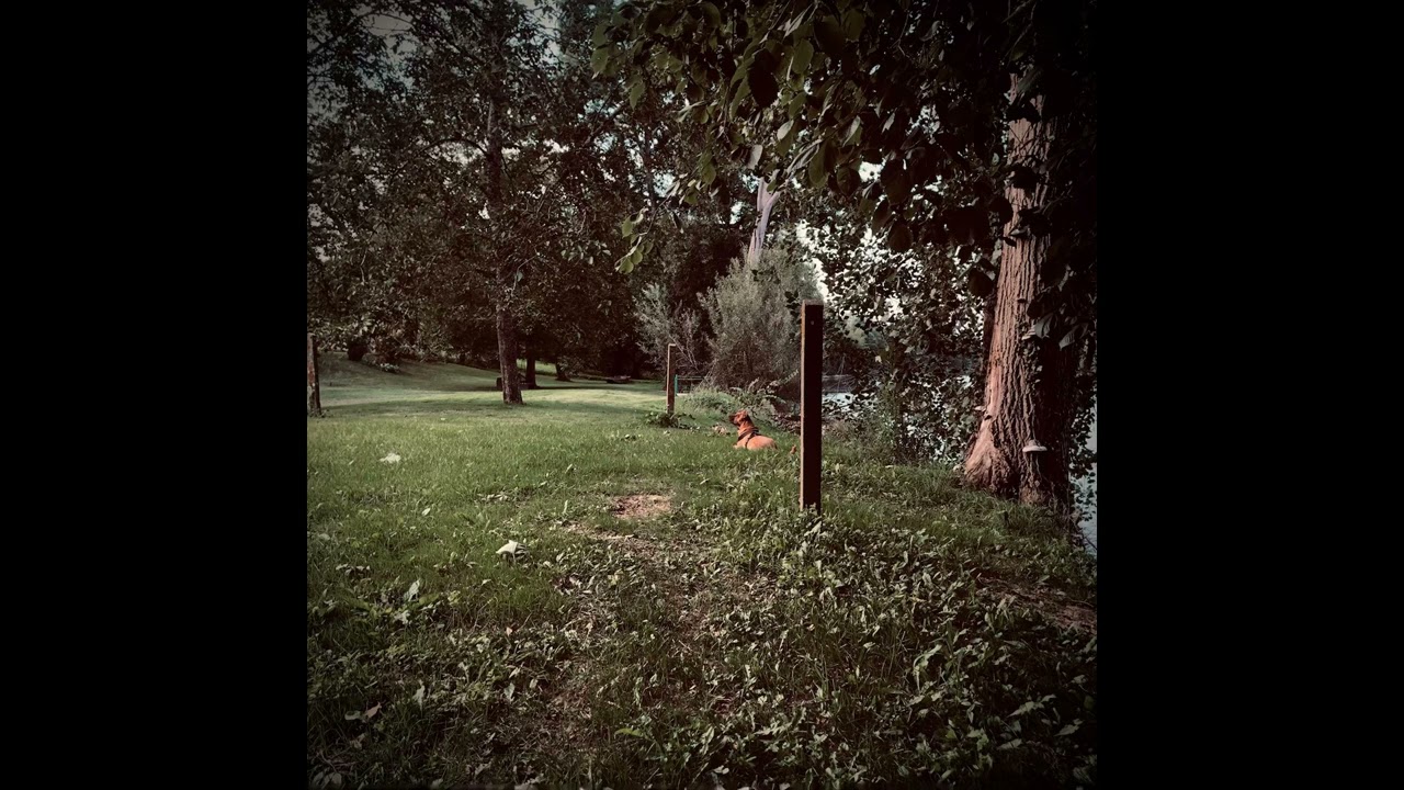 (not for sale) « funky dogs » by totauhh