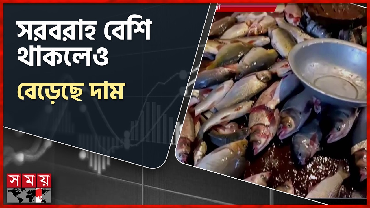 গাইবান্ধার মাছের বাজারগুলোতে বেড়েছে বিভিন্ন মাছের সরবরাহ | Fish Market | Gaibandha | Somoy TV