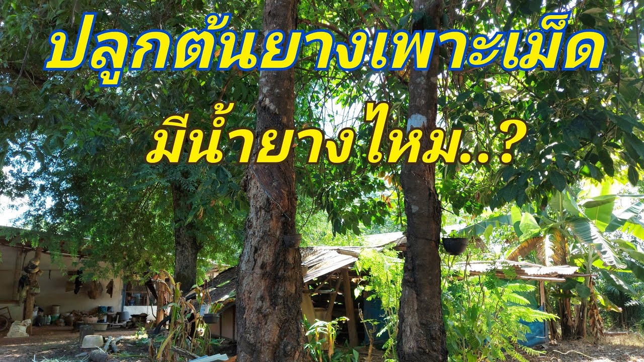 💥ต้นยางที่เกิดจากเมล็ดยาง กรีดได้ไหม | DEAW CHANNEL