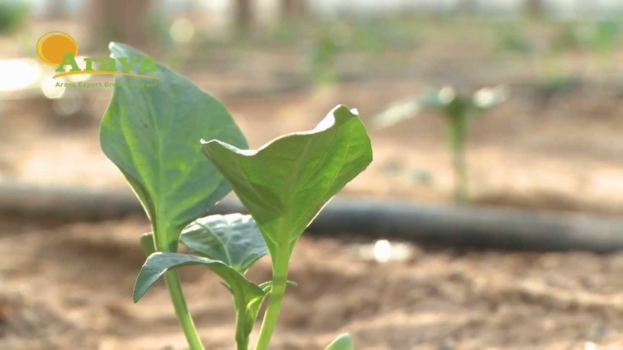 ARAVA - Sweet Peppers