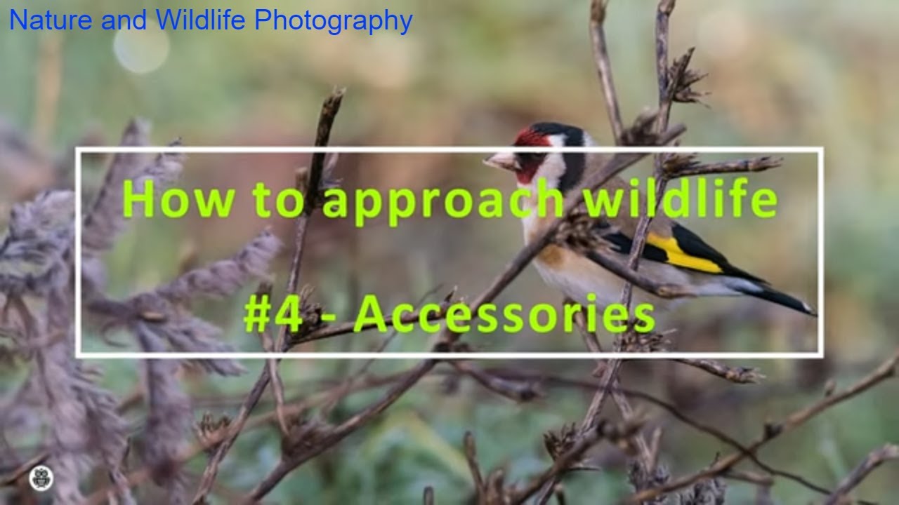 How to approach the wildlife   Accessories