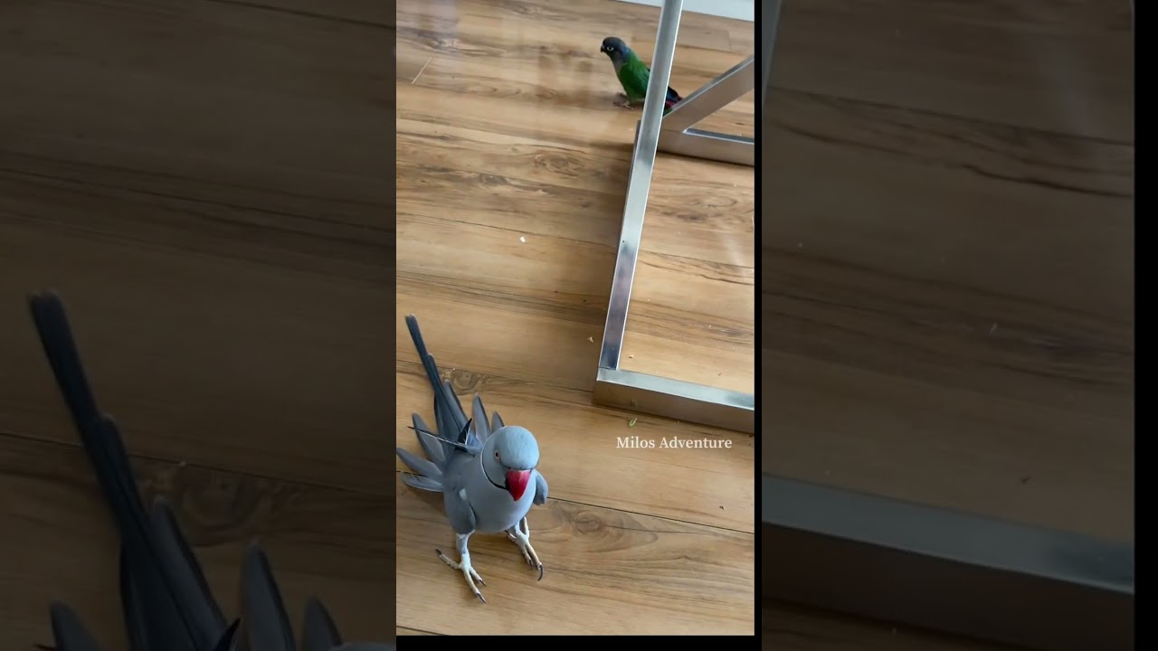 Parrot brothers back at it