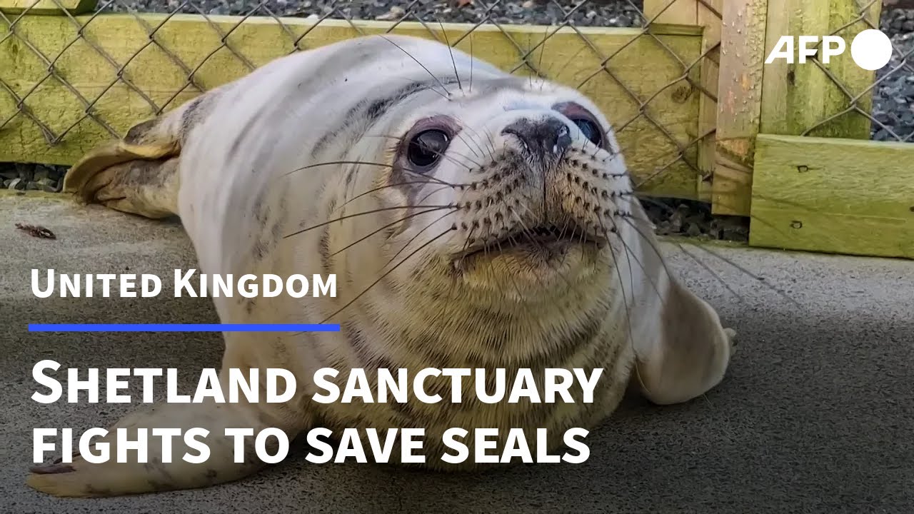 Shetland sanctuary fights to save seals as pollution takes toll | AFP