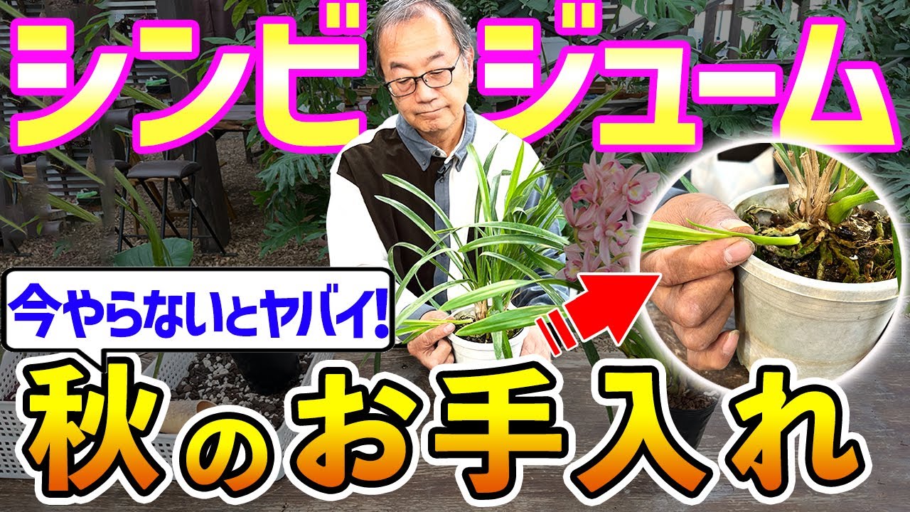 【シンビジューム】来春に向けて、秋にやるべき、お手入れ方法を解説します。[Cymbidium] Autumn care tips.@seedpot368  #sheathch